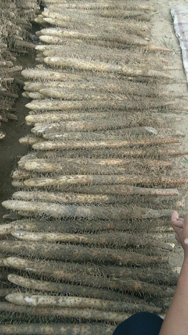 麻山药，产地直销，货源充足，价格公平，大量上市