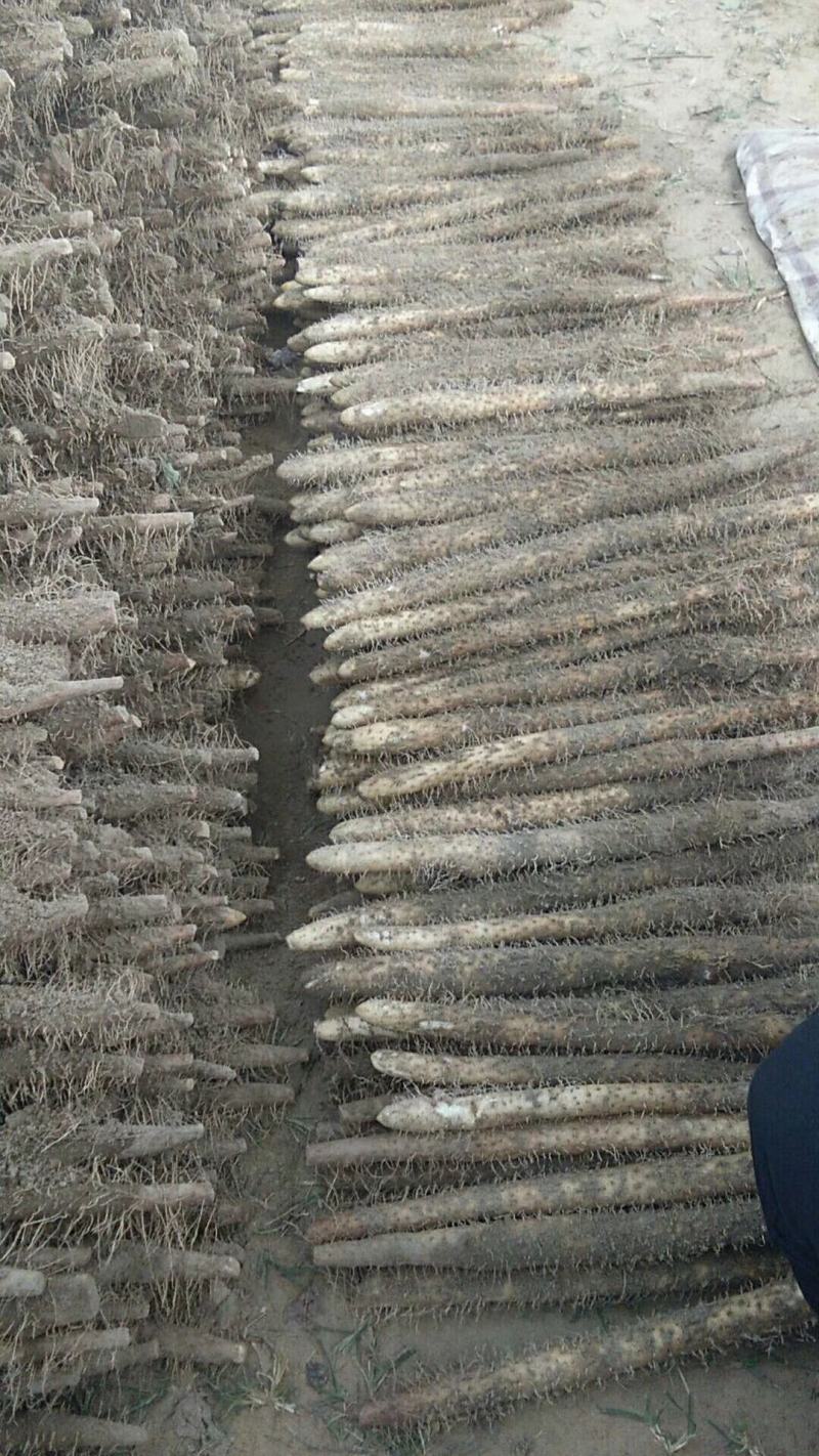 麻山药，产地直销，货源充足，价格公平，大量上市