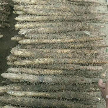 麻山药，产地直销，货源充足，价格公平，大量上市