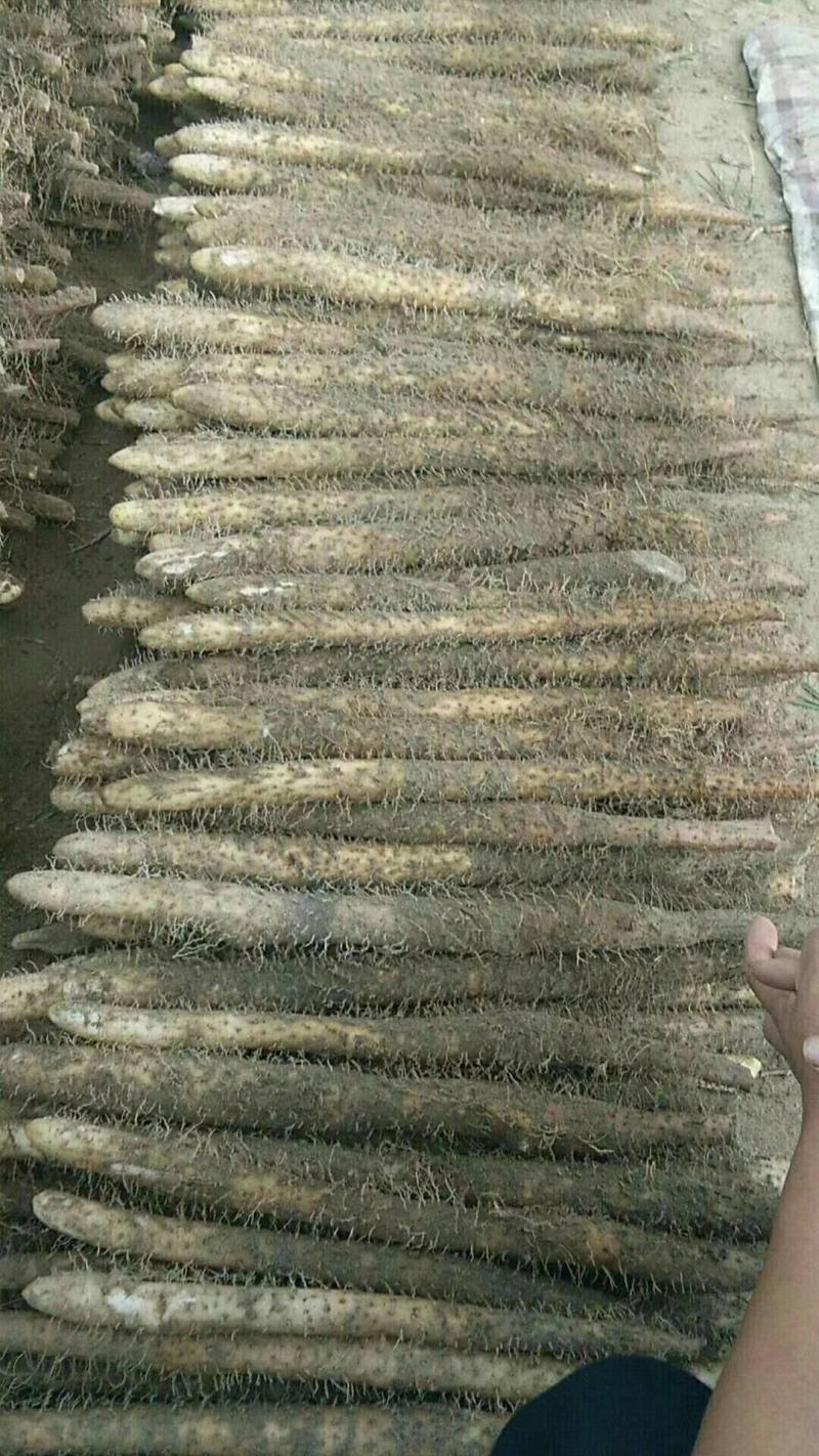麻山药，产地直销，货源充足，价格公平，大量上市