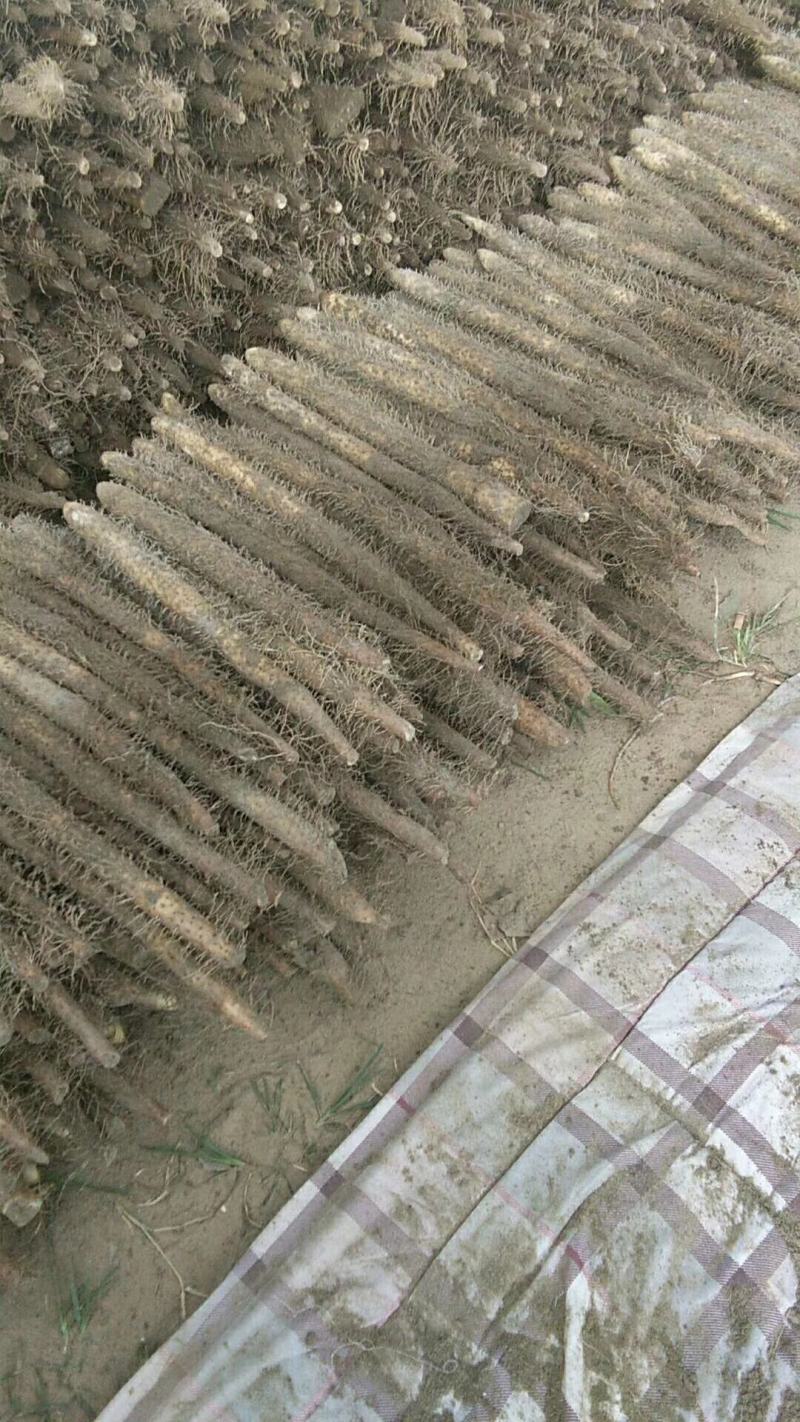 麻山药，产地直销，货源充足，价格公平，大量上市