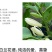 白玉兰花苗嫁接苗四季开花耐寒花苞浓香纯洁的爱
