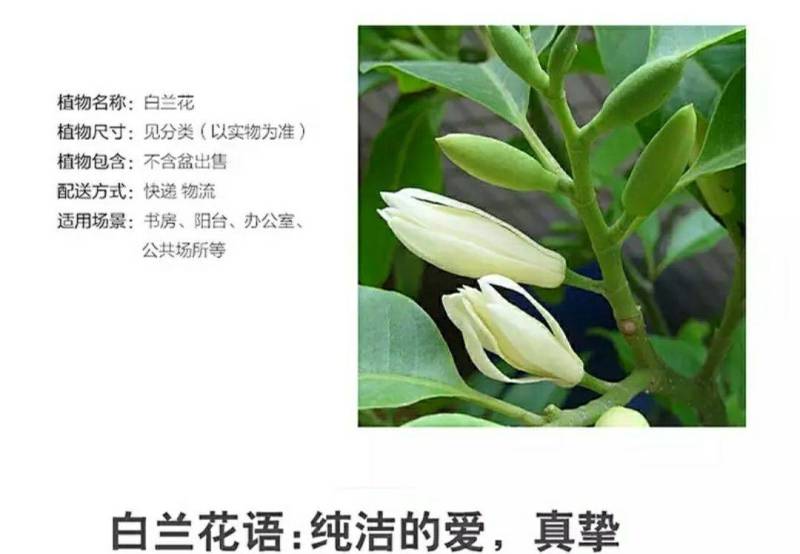白玉兰花苗嫁接苗四季开花耐寒花苞浓香纯洁的爱