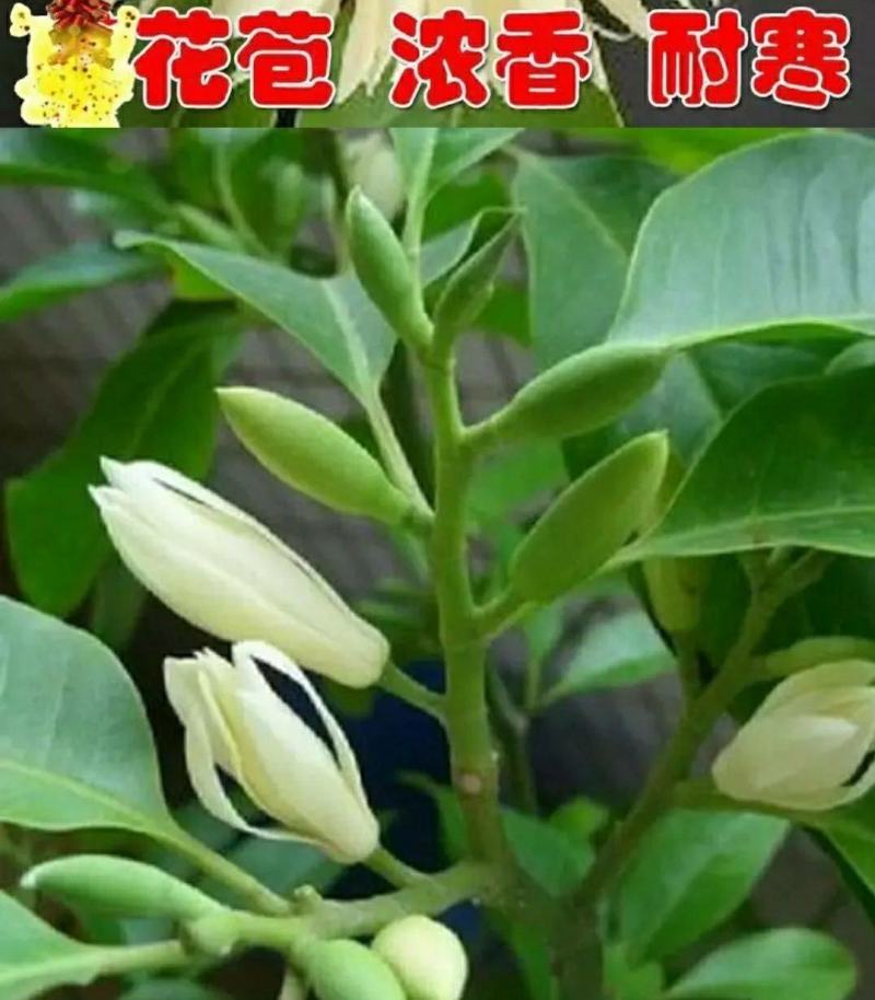 白玉兰花苗嫁接苗四季开花耐寒花苞浓香纯洁的爱