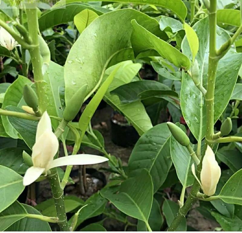 白玉兰花苗嫁接苗四季开花耐寒花苞浓香纯洁的爱
