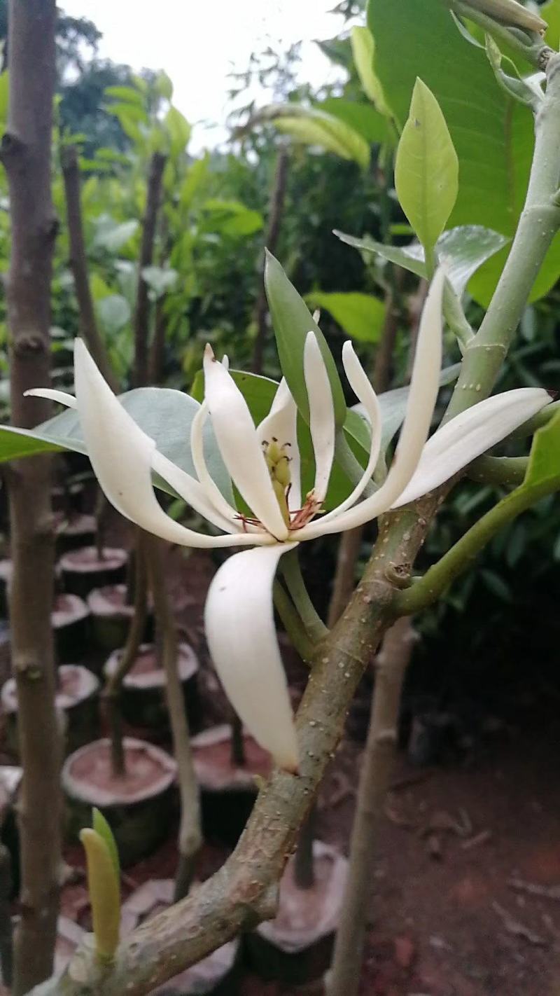 白玉兰花苗嫁接苗四季开花耐寒花苞浓香纯洁的爱