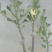 白玉兰花苗嫁接苗四季开花耐寒花苞浓香纯洁的爱