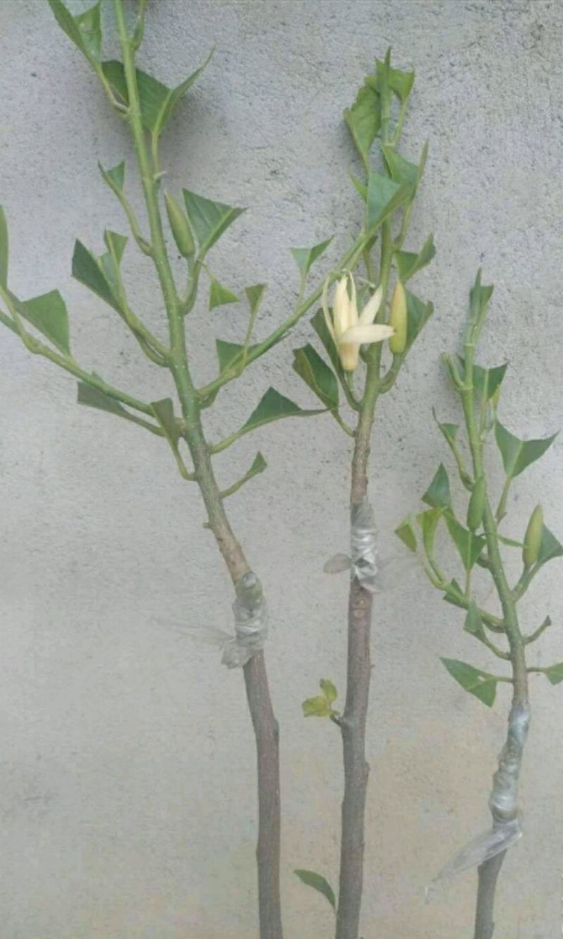 白玉兰花苗嫁接苗四季开花耐寒花苞浓香纯洁的爱