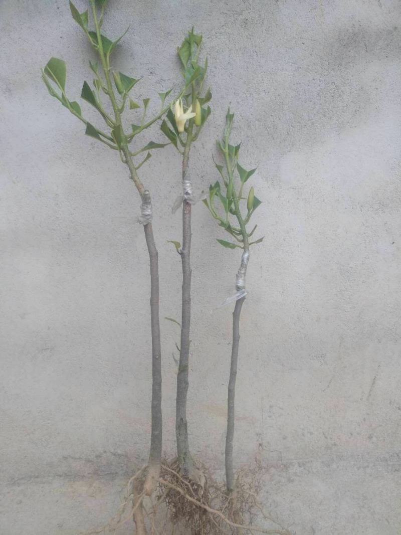 白玉兰花苗嫁接苗四季开花耐寒花苞浓香纯洁的爱