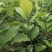 白玉兰花苗嫁接苗四季开花耐寒花苞浓香纯洁的爱