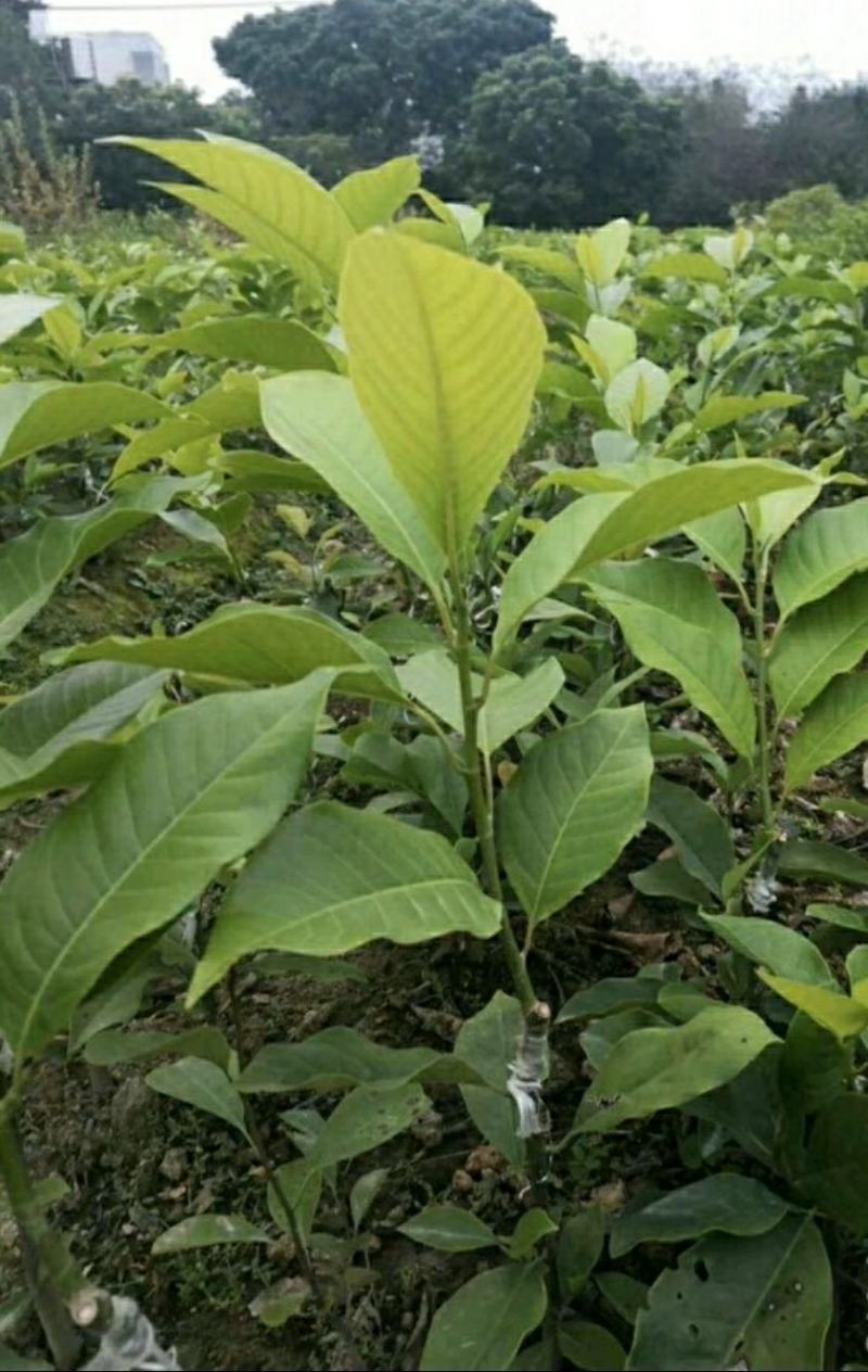 白玉兰花苗嫁接苗四季开花耐寒花苞浓香纯洁的爱