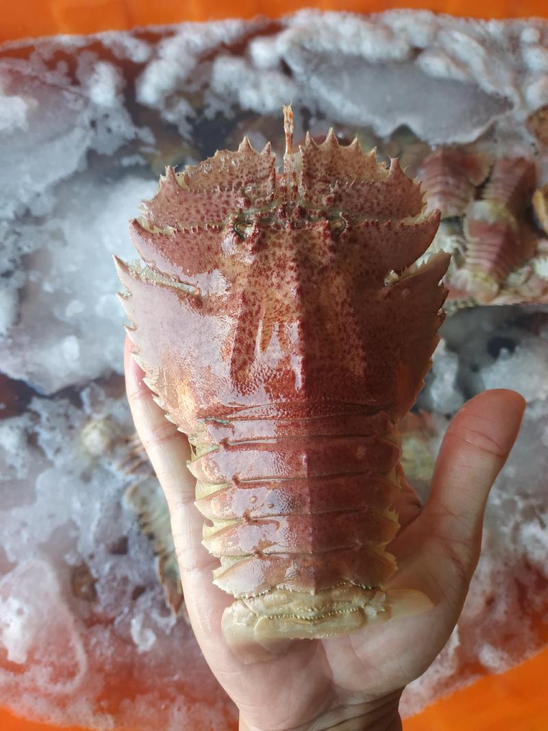 深海琵琶虾，美食精品一箱4斤净重全国包邮，支持一件代发