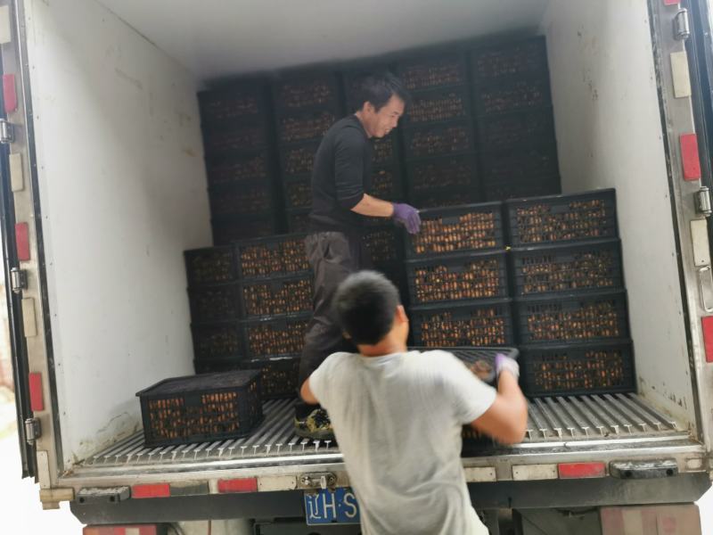 正宗霜降柿饼吊柿饼非富平柿饼一件代发批发零售专业电商供货商