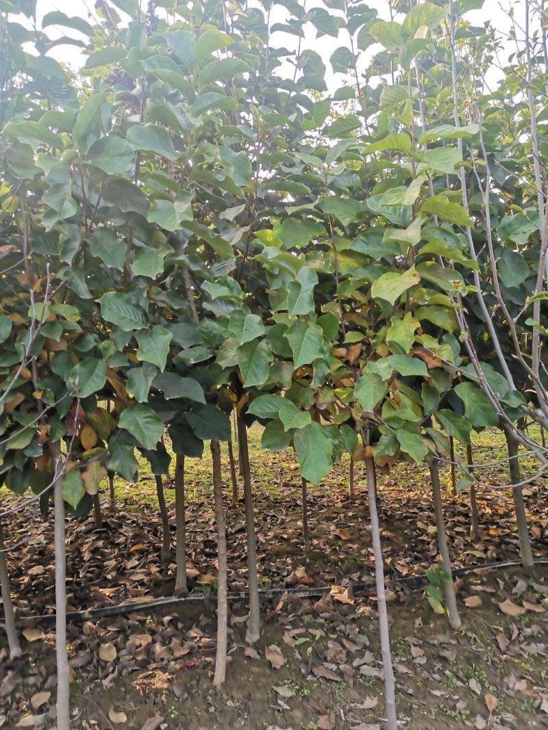玉兰456公分玉兰树红玉兰紫玉兰