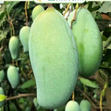 四季芒果苗生吃脆甜熟了蜜甜好吃