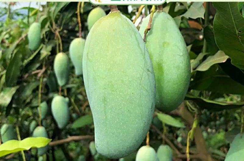 四季芒果苗生吃脆甜熟了蜜甜好吃
