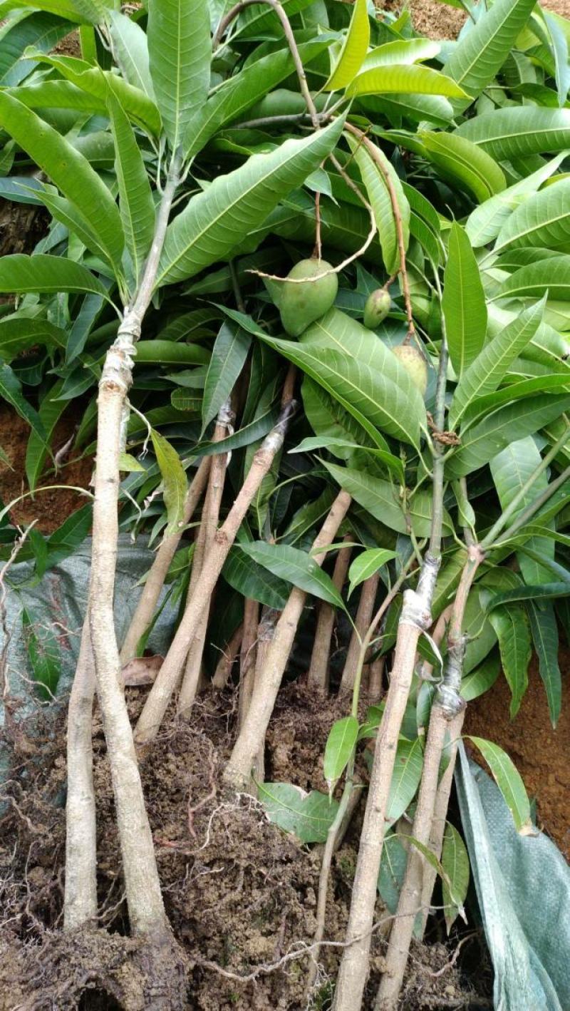 四季芒果苗生吃脆甜熟了蜜甜好吃