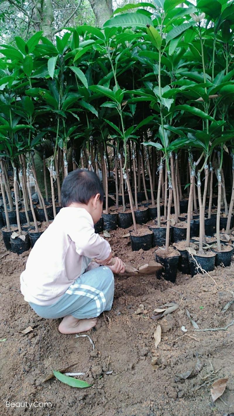 四季芒果苗生吃脆甜熟了蜜甜好吃