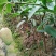 四季芒果苗生吃脆甜熟了蜜甜好吃