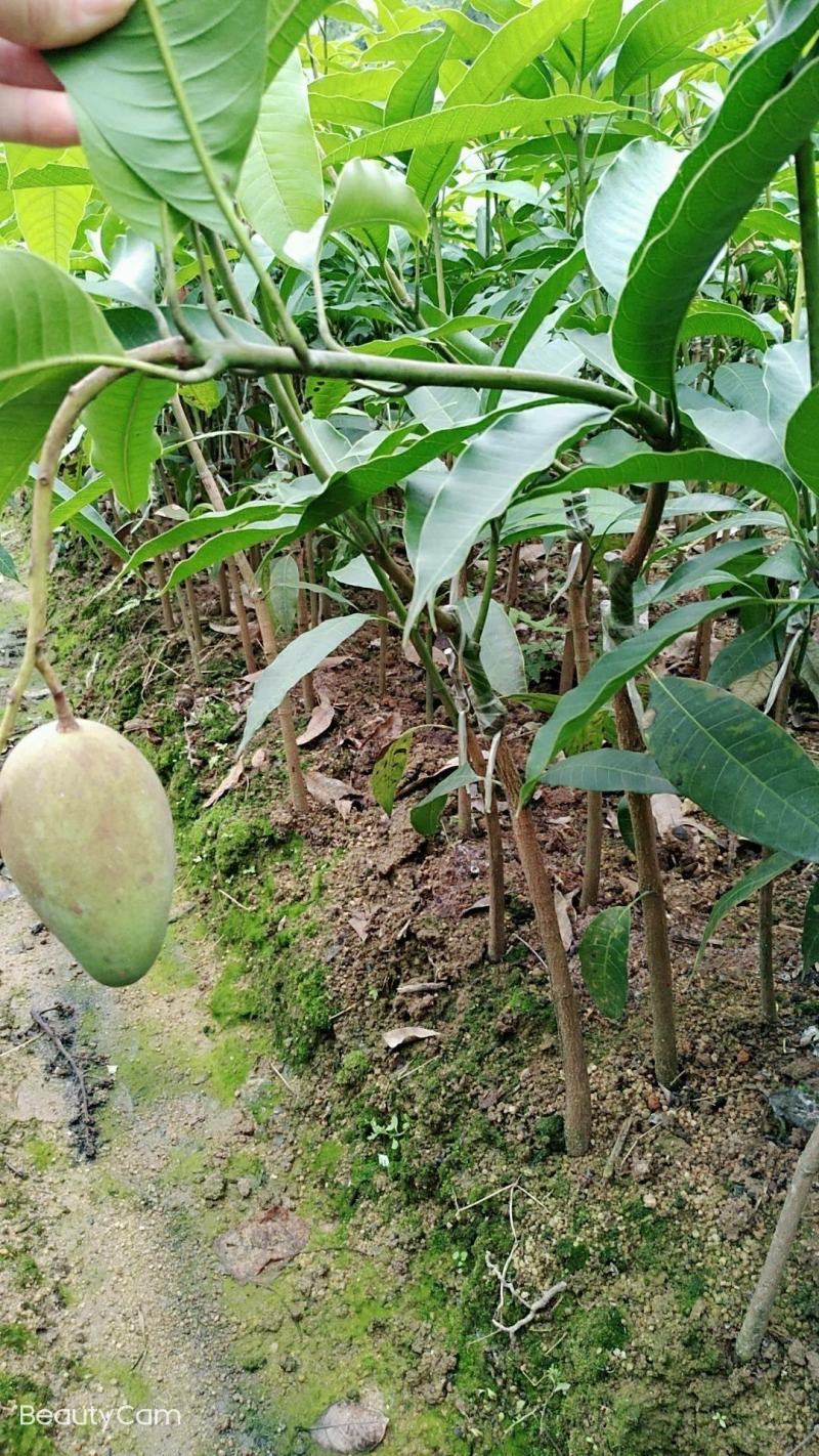 四季芒果苗生吃脆甜熟了蜜甜好吃