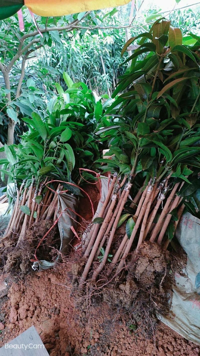 四季芒果苗生吃脆甜熟了蜜甜好吃
