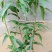 四季芒果苗生吃脆甜熟了蜜甜好吃