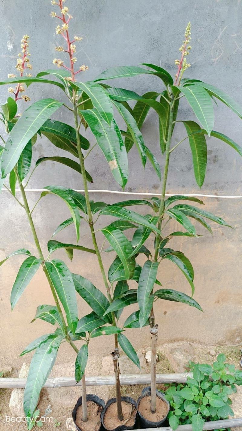 四季芒果苗生吃脆甜熟了蜜甜好吃