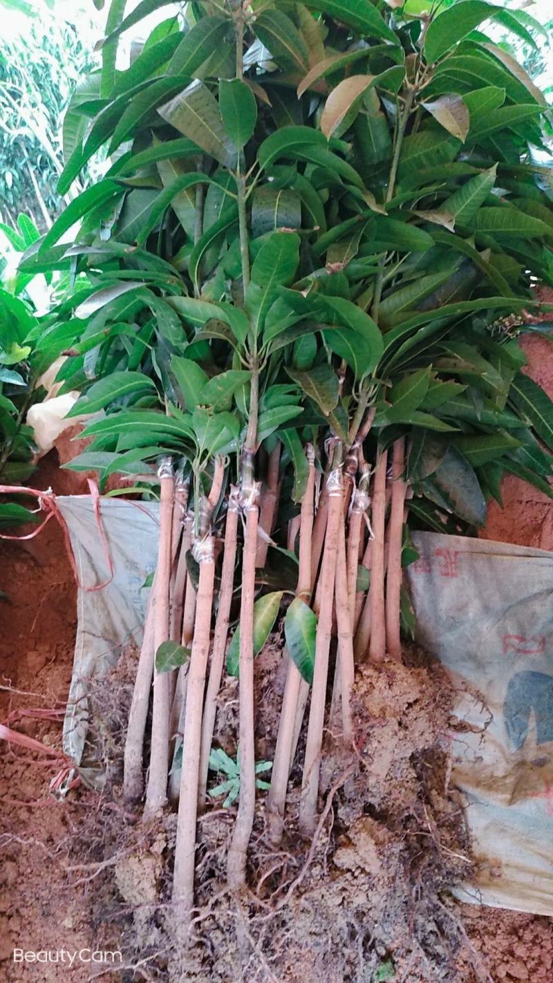 四季芒果苗生吃脆甜熟了蜜甜好吃