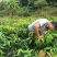 四季芒果苗生吃脆甜熟了蜜甜好吃
