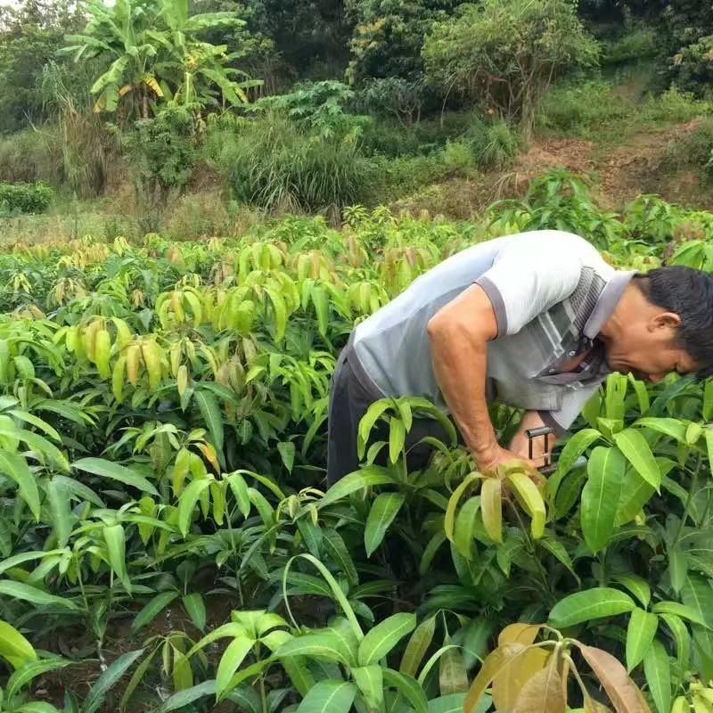 四季芒果苗生吃脆甜熟了蜜甜好吃