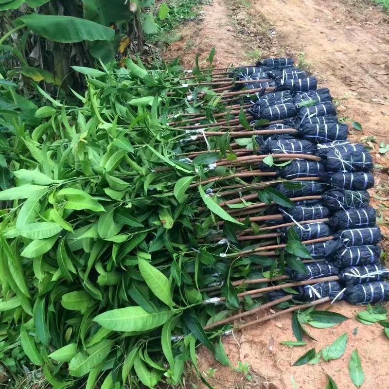 四季芒果苗生吃脆甜熟了蜜甜好吃