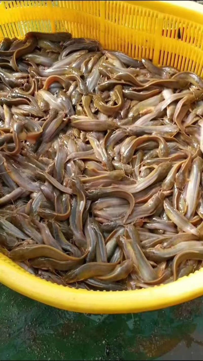 【塘鲺鱼苗】三黄本地塘角鱼苗，杂交塘角鱼苗，场地直供