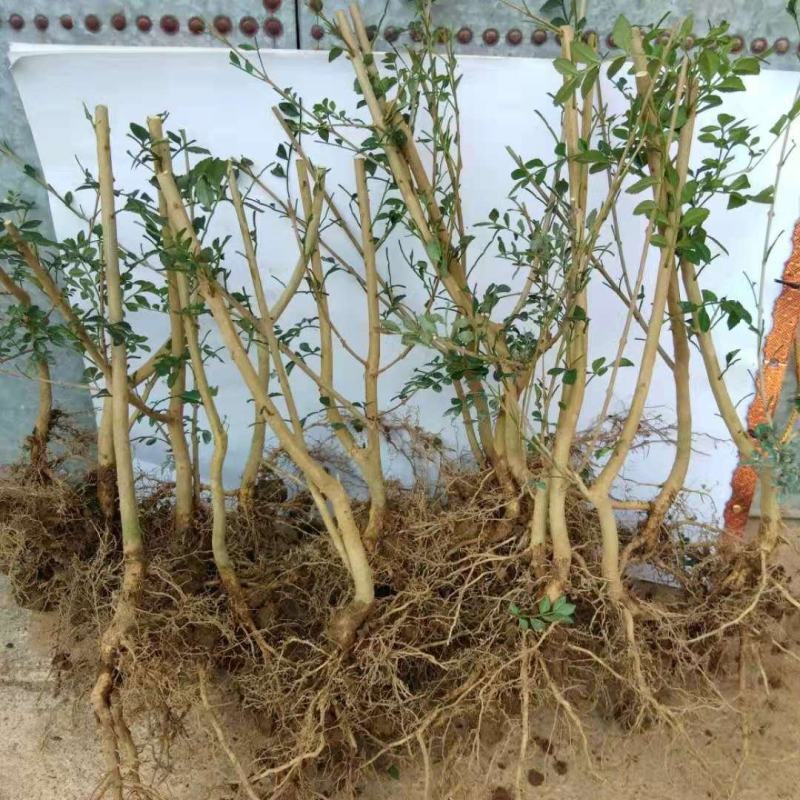 鬼箭羽苗野生鬼见愁苗卫矛1000棵起花卉观赏苗木根艺盆景