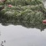 梁湖纯生态，四季长绿密刺苦草