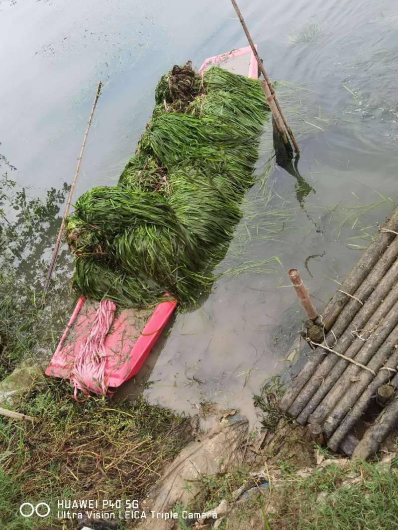 梁湖纯生态，四季长绿密刺苦草