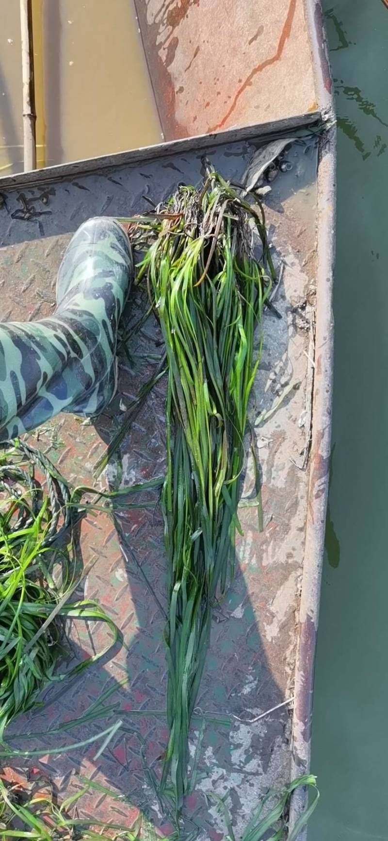 梁湖纯生态，四季长绿密刺苦草