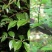 鬼箭羽苗野生鬼见愁苗卫矛1000棵起花卉观赏苗木根艺盆景