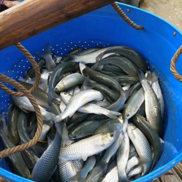 【杂交草鱼苗】珠江草鱼苗，打过疫苗，场地直销