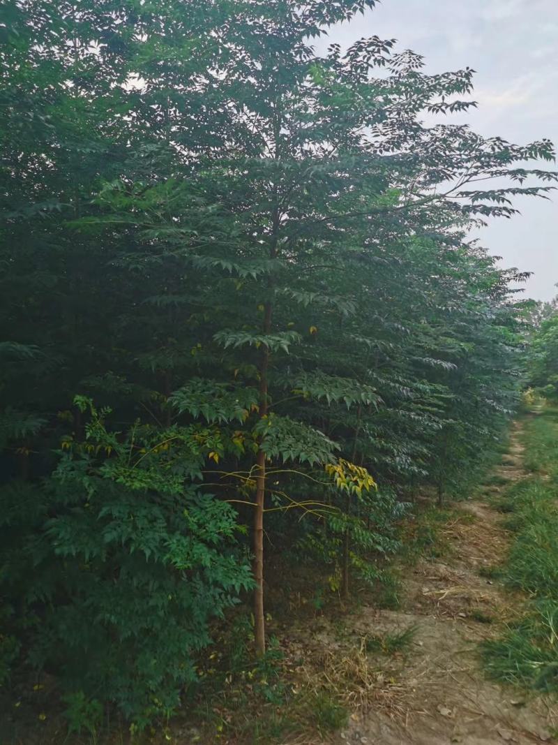 大量出售楝树苗1-5公分，河南楝树苗，3公分楝树，苦楝苗