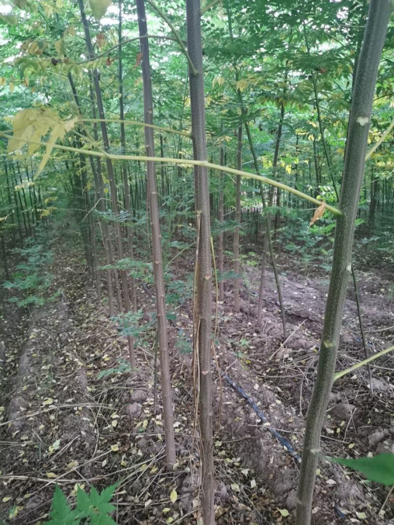 大量出售楝树苗1-5公分，河南楝树苗，3公分楝树，苦楝苗