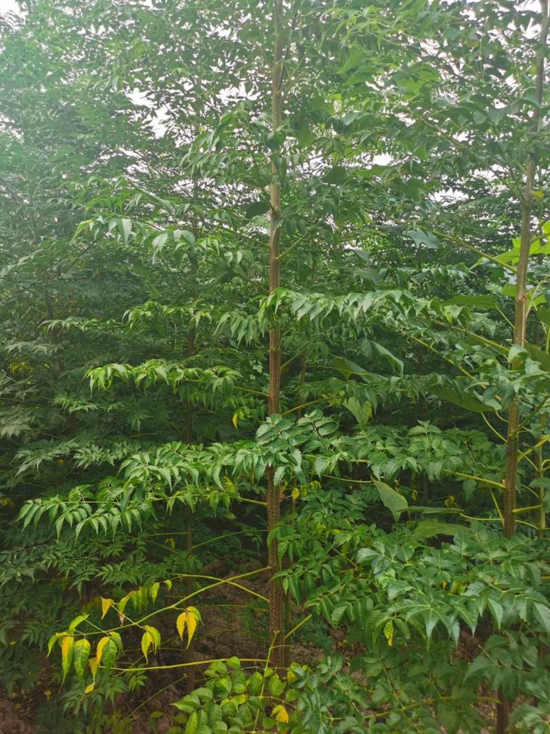 大量出售楝树苗1-5公分，河南楝树苗，3公分楝树，苦楝苗