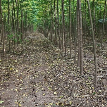 大量出售楝树苗1-5公分，河南楝树苗，3公分楝树，苦楝苗