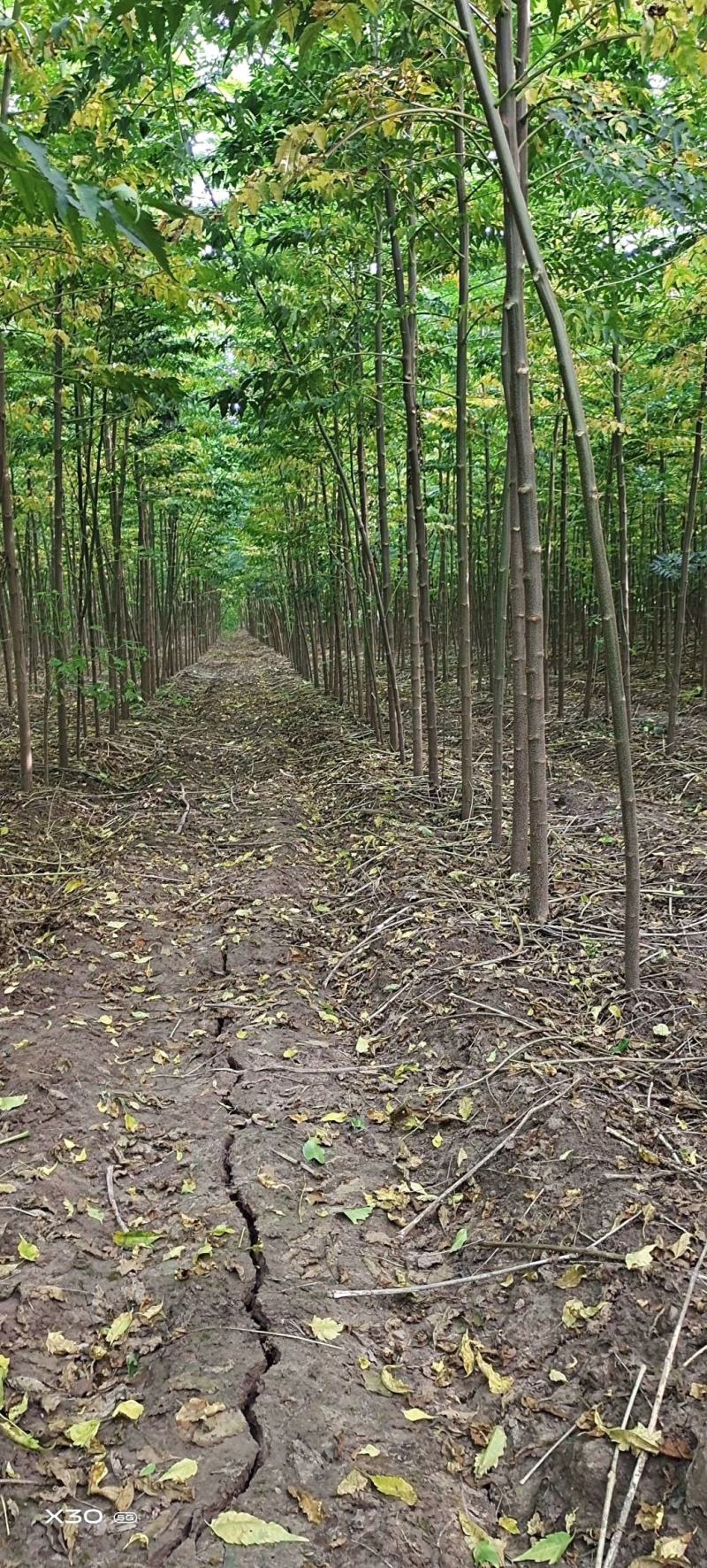 大量出售楝树苗1-5公分，河南楝树苗，3公分楝树，苦楝苗