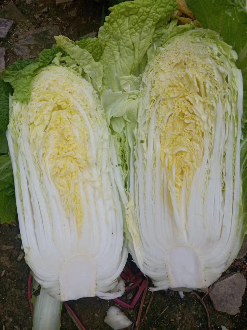 湖北大白菜青杂3号黄心矮颗，产地直供，可在线看好货