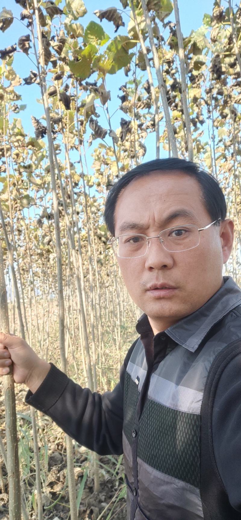 杨树苗，107-108杨树3-30公分，