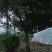 红叶石楠3到18公分量大，
