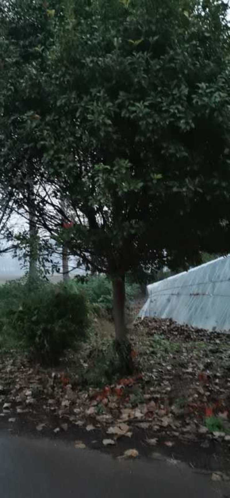 红叶石楠3到18公分量大，