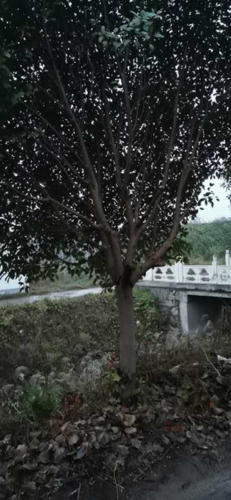 红叶石楠3到18公分量大，