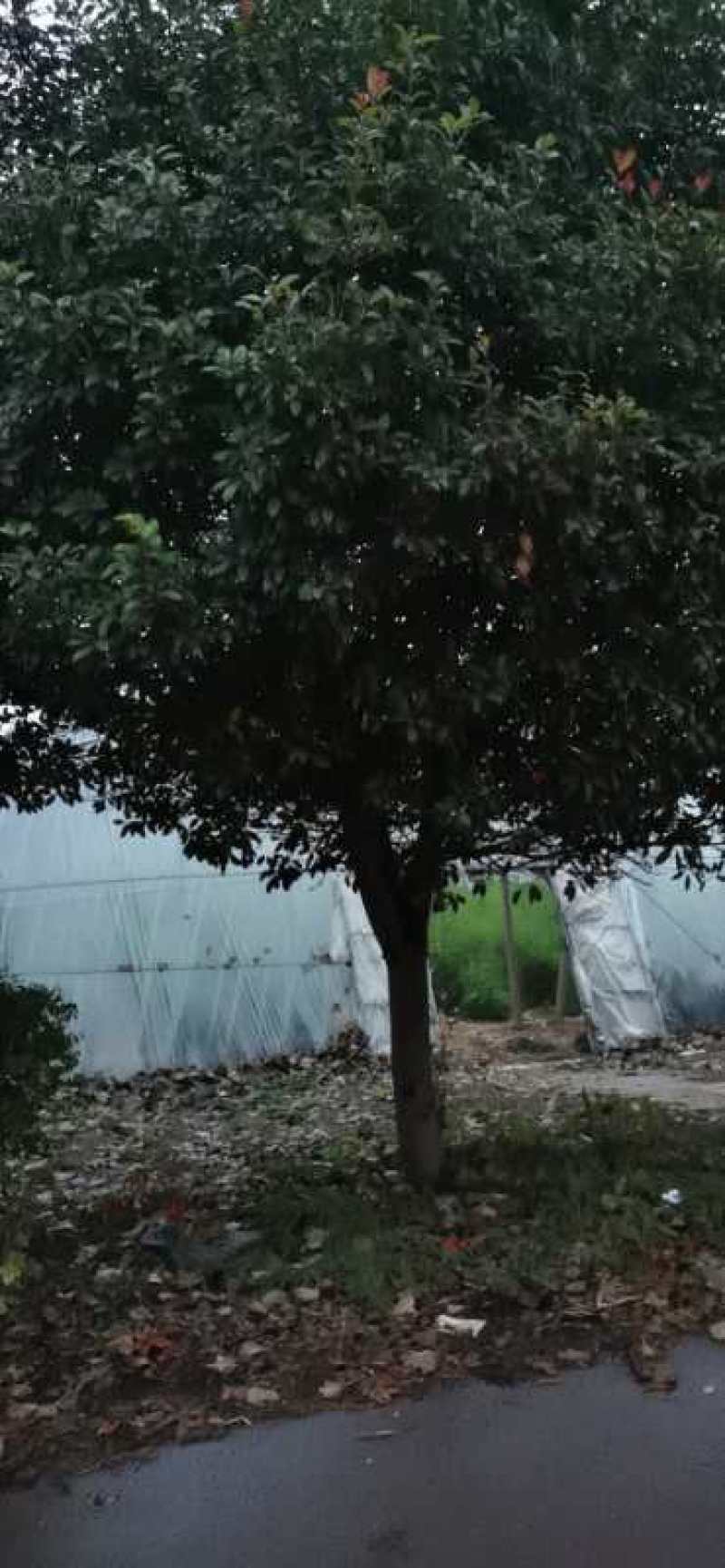 红叶石楠3到18公分量大，