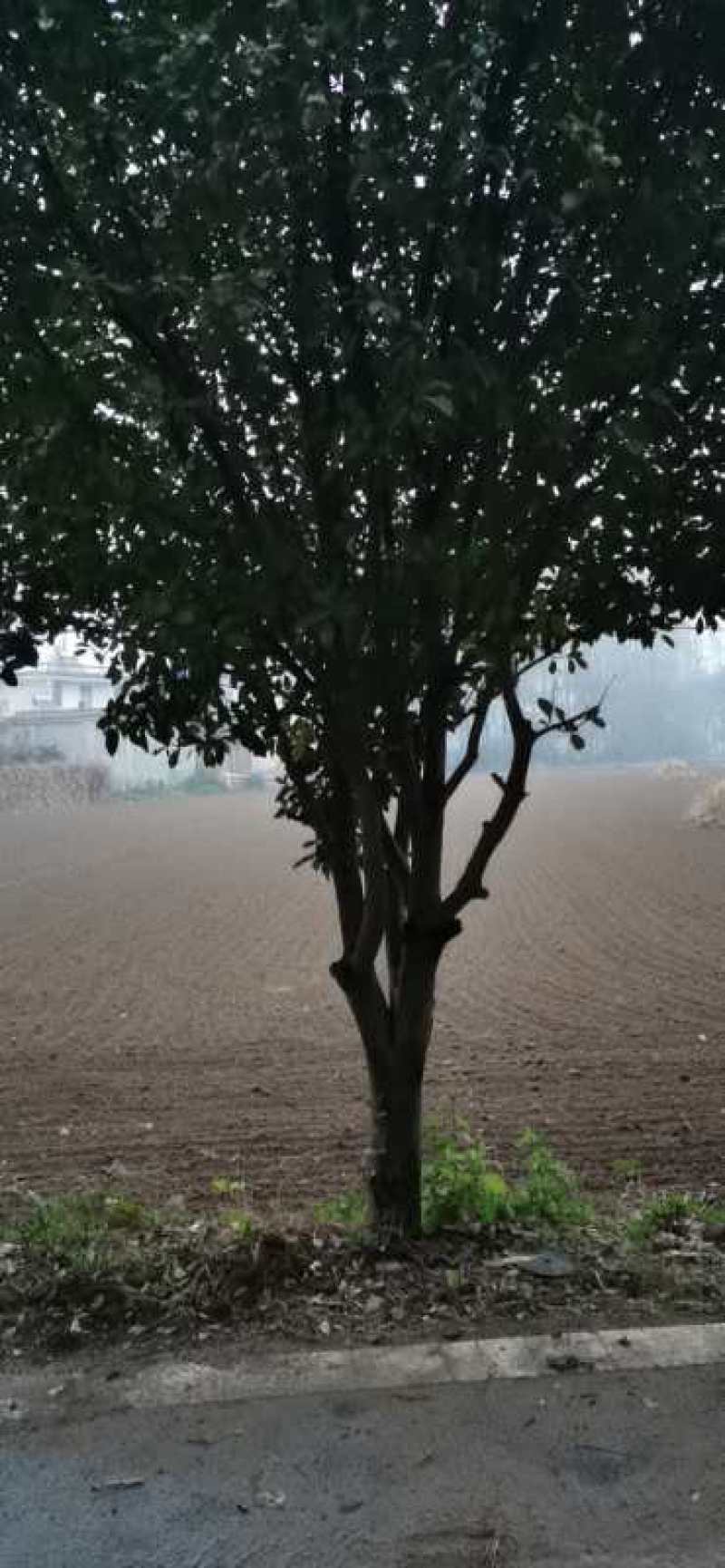 红叶石楠3到18公分量大，